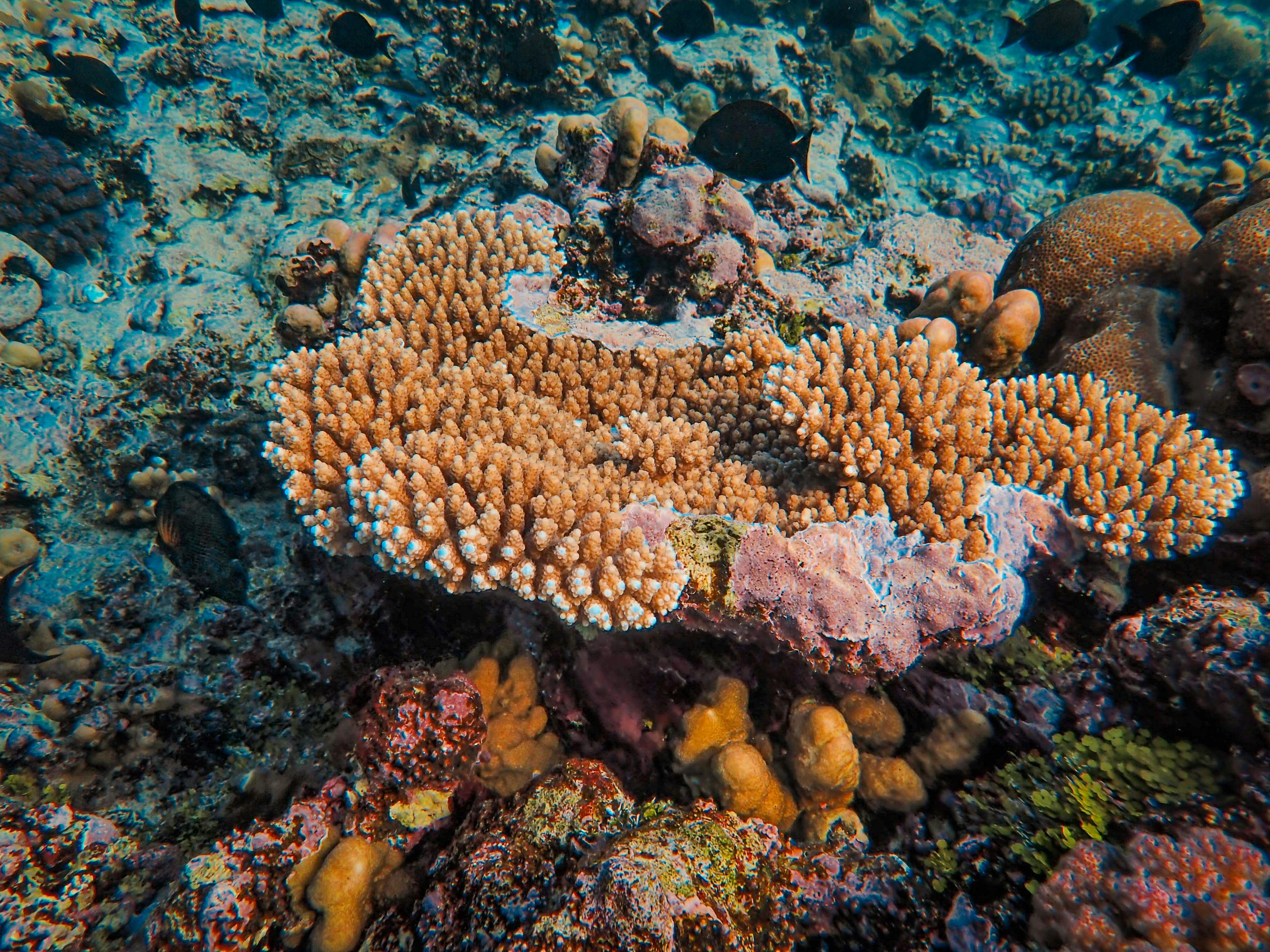 Hikkaduwa Coral Reef